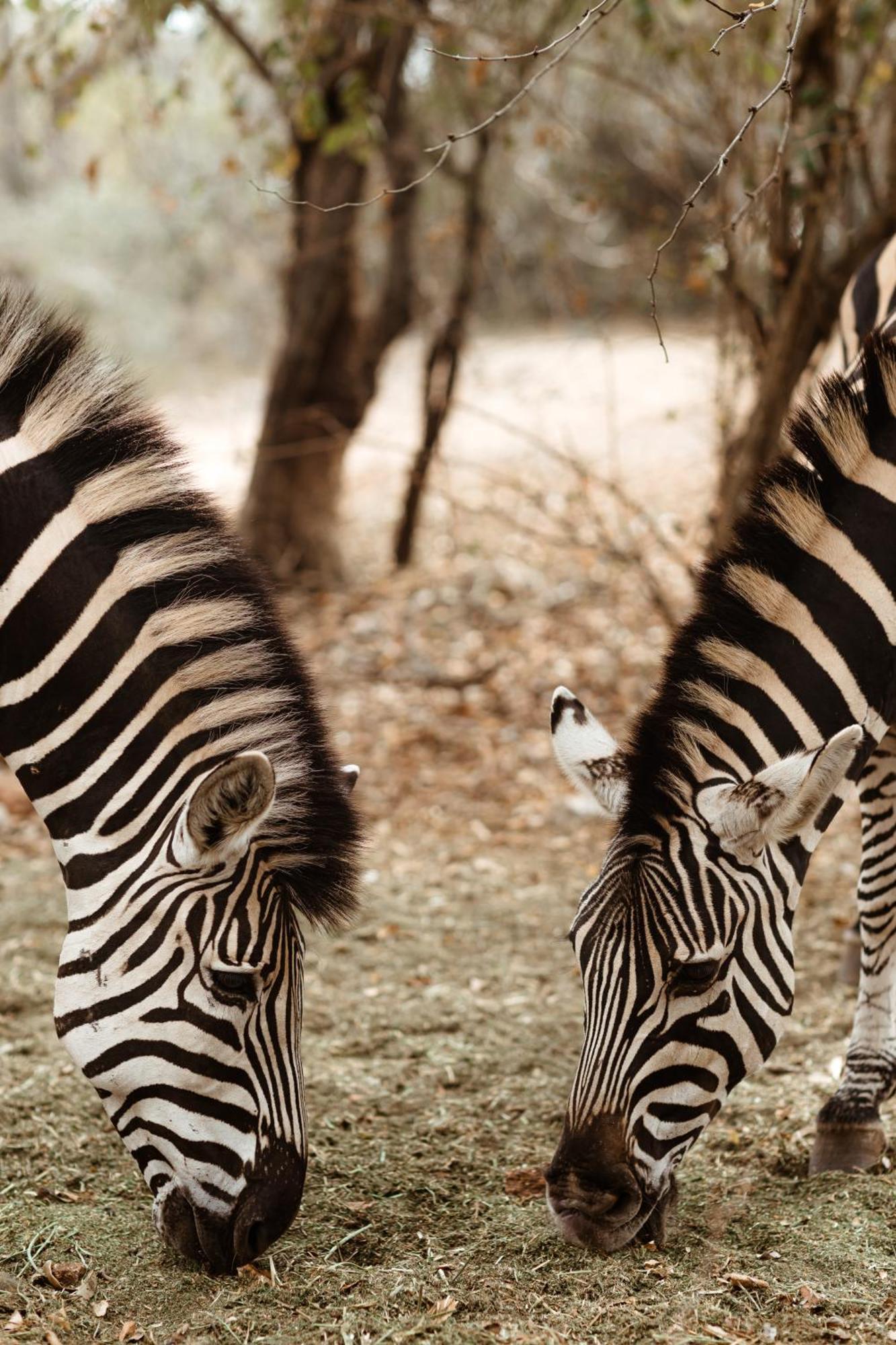 Jackals Dream - Self Catering Villa bordering Kruger National Park Marloth Park Exterior foto